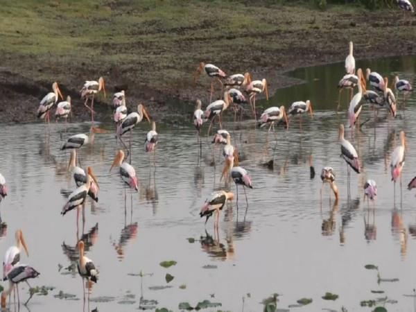Rajasthan's Sambhar Salt Lake, a haven for Flamingos